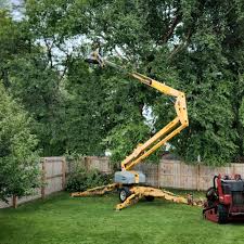 Chesapeake Beach, MD Tree Removal Pros