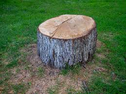 Best Tree Preservation Services  in Chesapeake Beach, MD