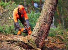 Best Lawn Renovation and Restoration  in Chesapeake Beach, MD