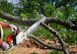 Best Firewood Processing and Delivery  in Chesapeake Beach, MD