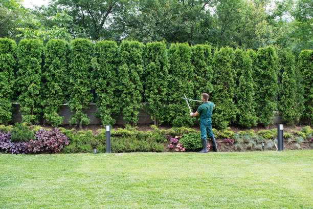 Best Utility Line Clearance  in Chesapeake Beach, MD