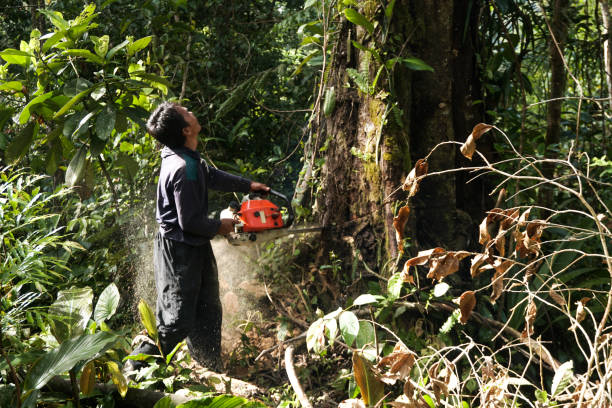 Reliable Chesapeake Beach, MD Tree Removal Solutions