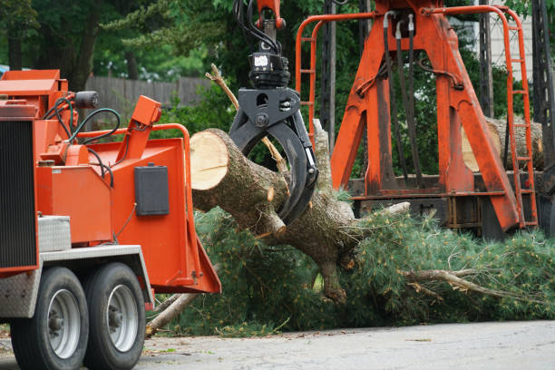 Lawn Pest Prevention in Chesapeake Beach, MD