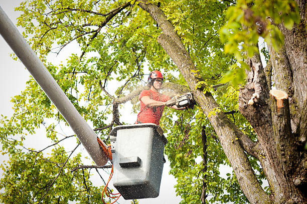 Best Palm Tree Trimming  in Chesapeake Beach, MD